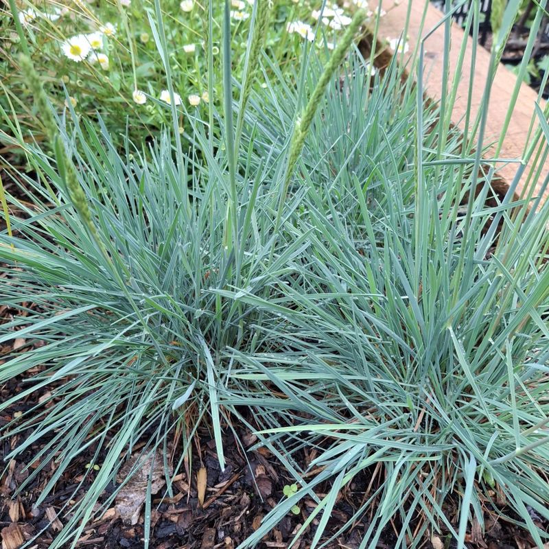 Koelaria glauca