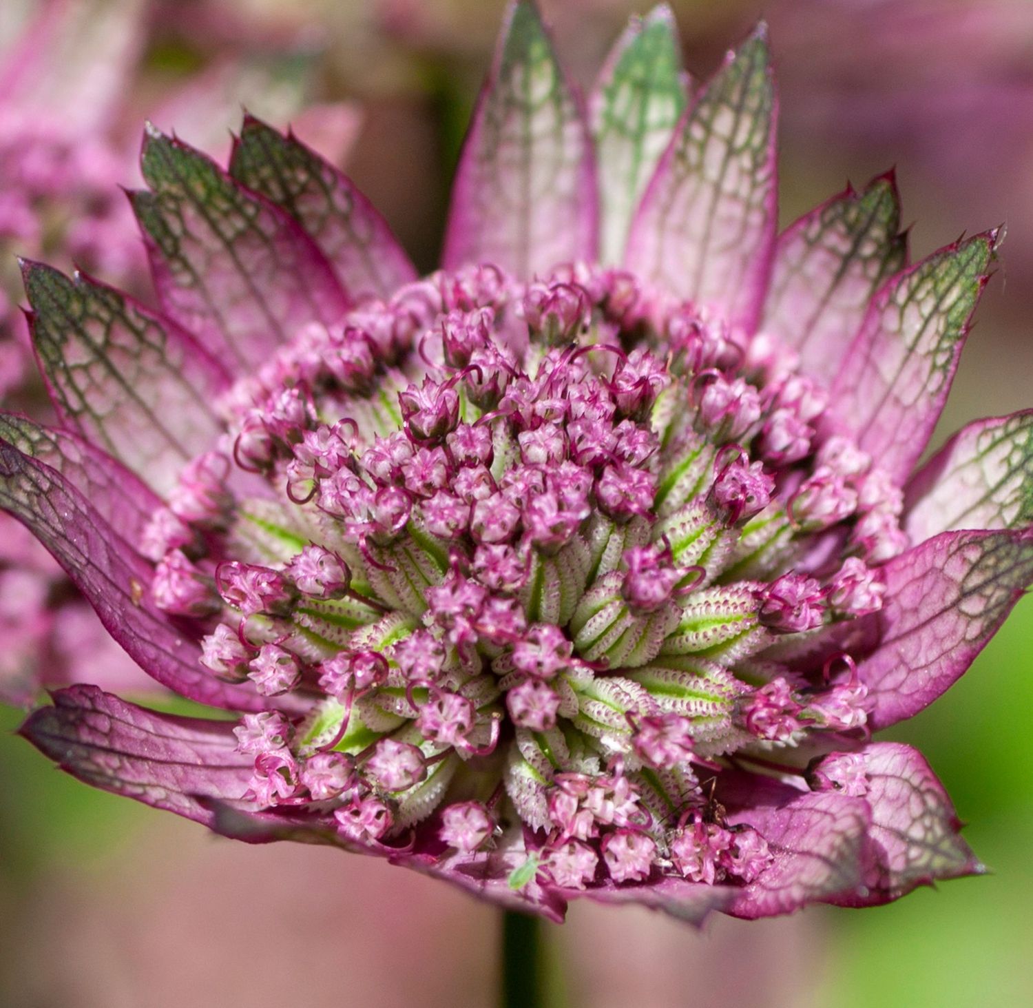 Astrantia major 'Gill Richardson Group'