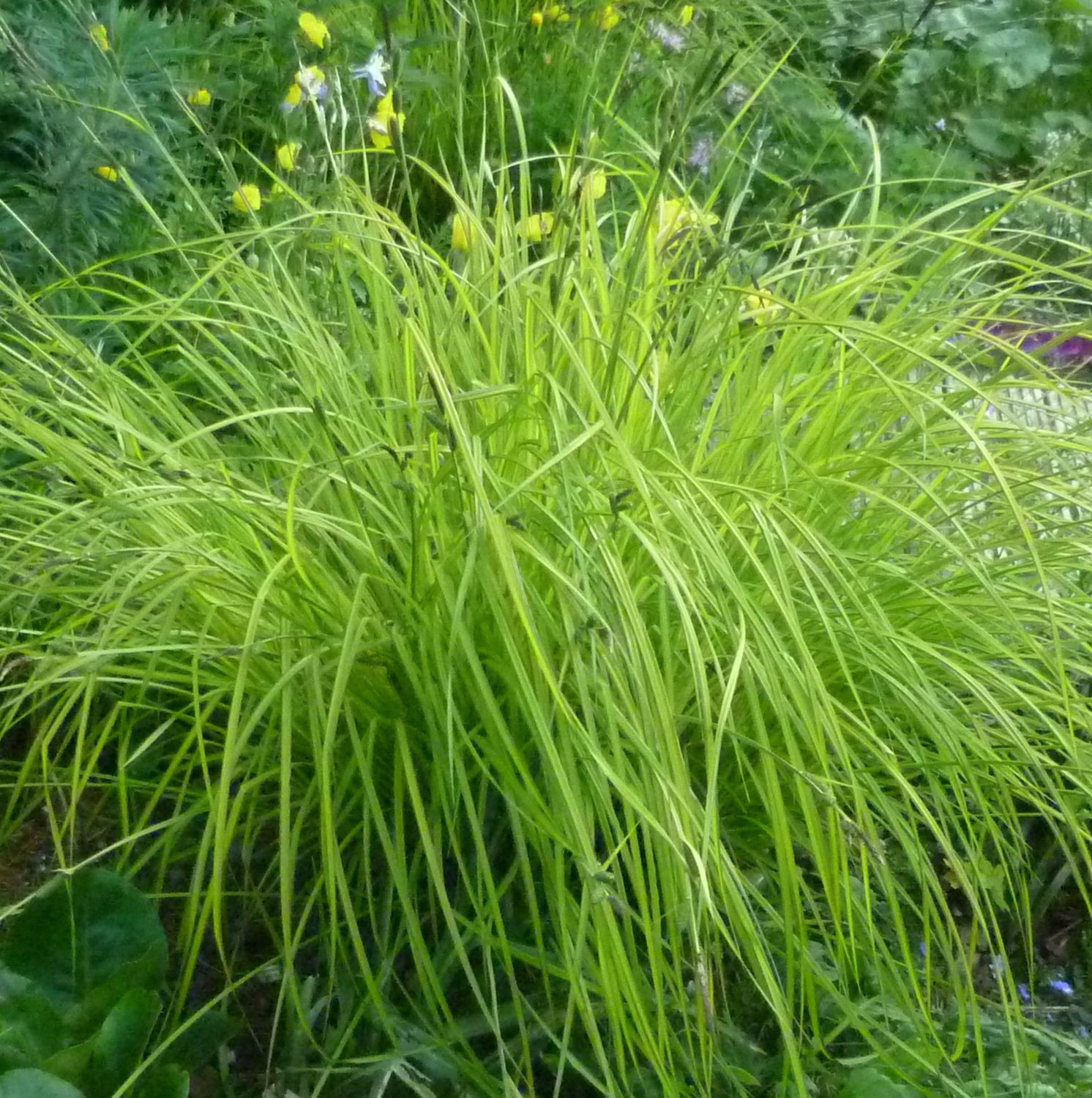 Carex elata 'Aurea'