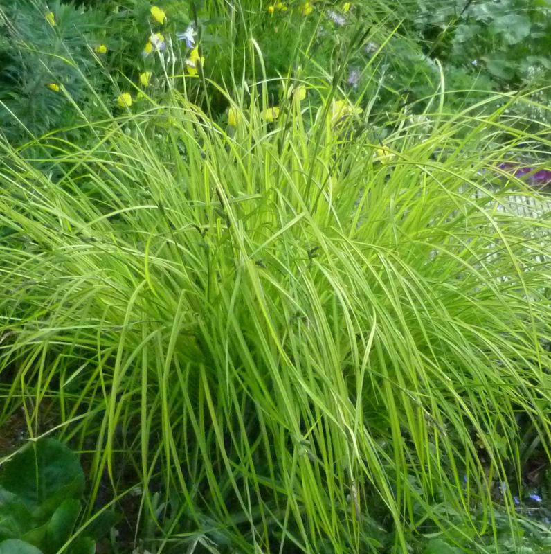 Carex elata 'Aurea'