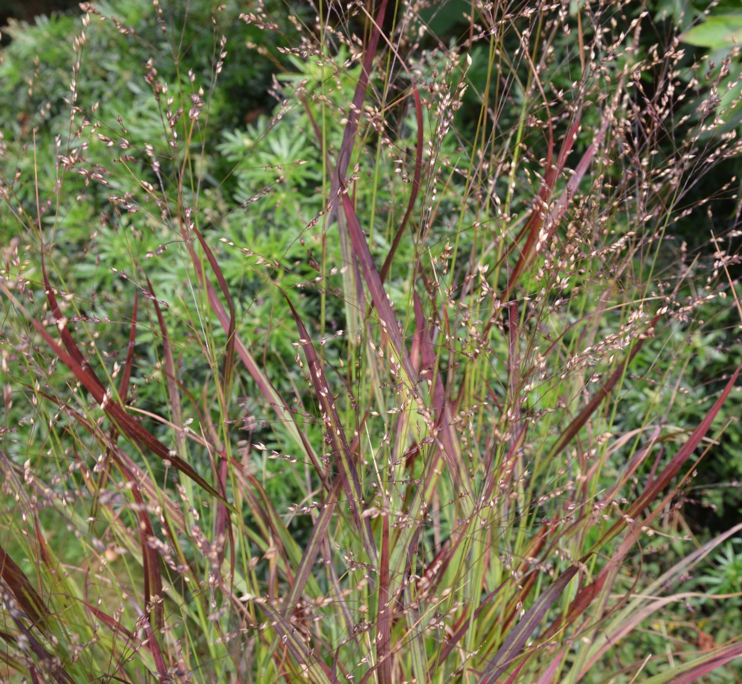 Panicum  virgatum 'Sangria'