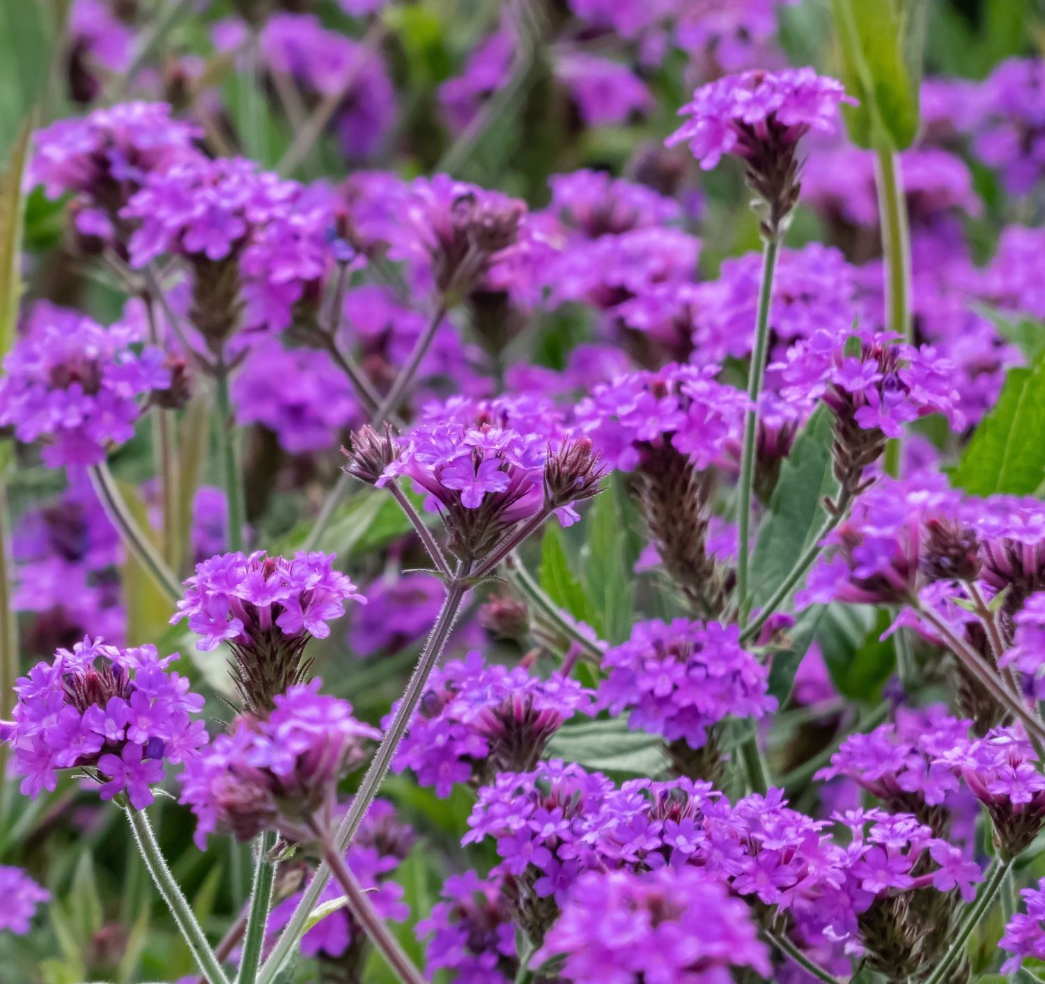 Verbena rigida