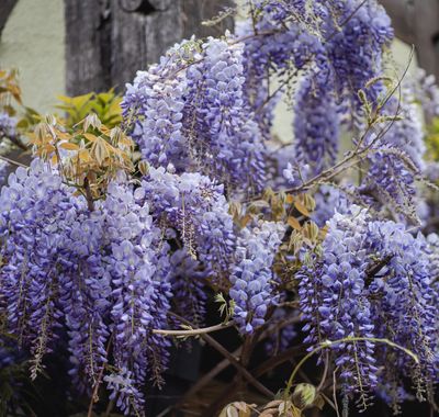 Wisteria frutescens 'Amethyst Falls'