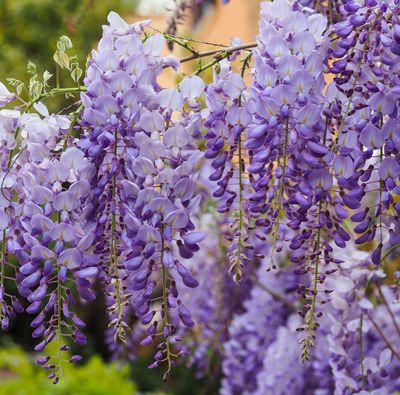 Wisteria floribunda 'Harlequin'