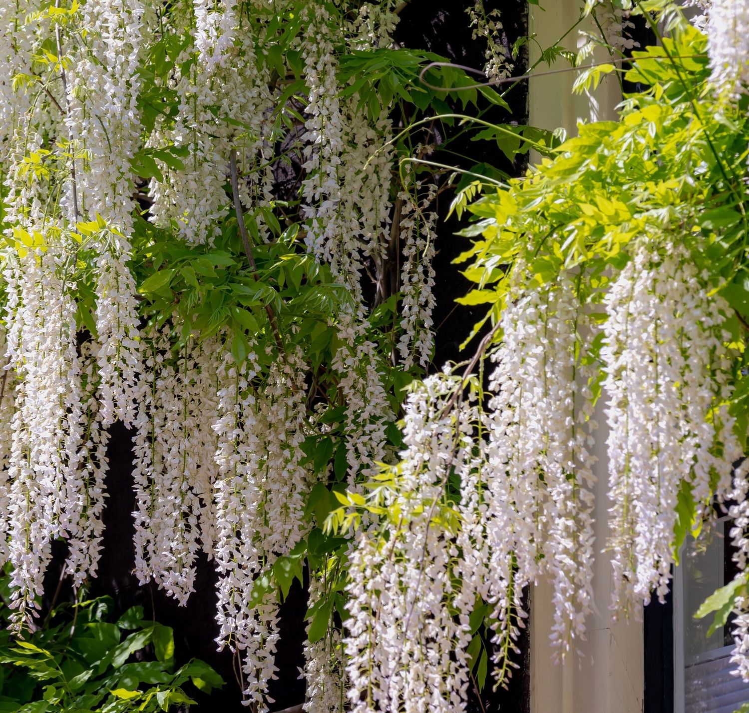 Wisteria sinensis 'alba'