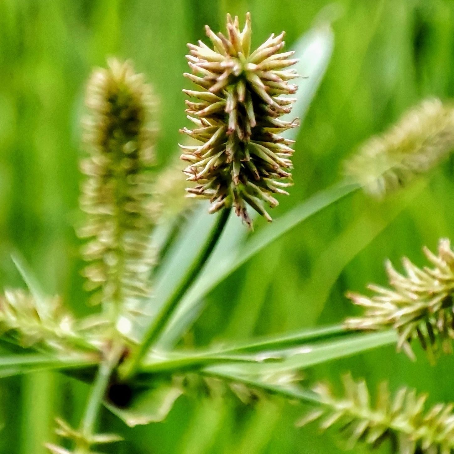 Carex comosa