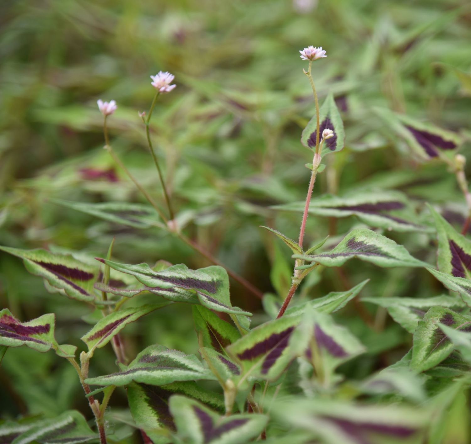 Persicaria runcinata 'Purple Fantasy'