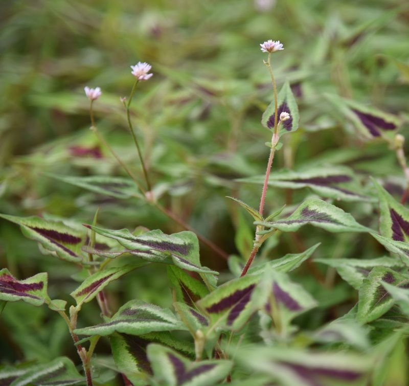 Persicaria runcinata 'Purple Fantasy'