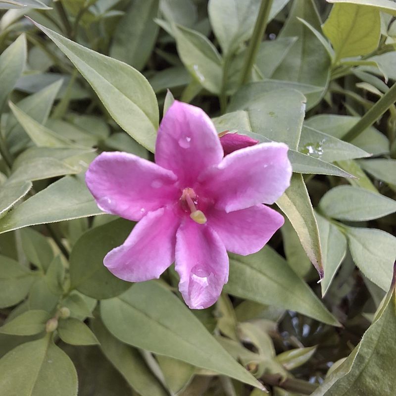 Jasminum Stephanense 'Starry starry summer scent'