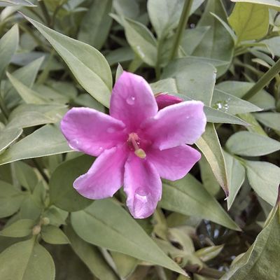 Jasminum Stephanense 'Starry starry summer scent'