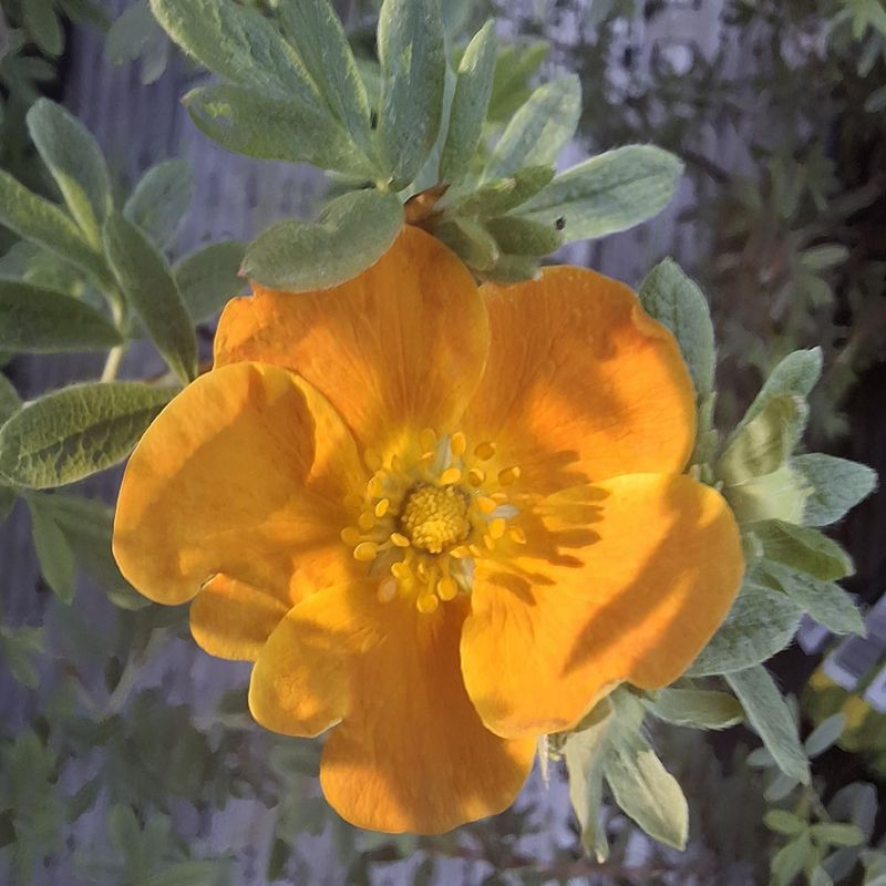 Potentilla fruticosa 'Tangarine'