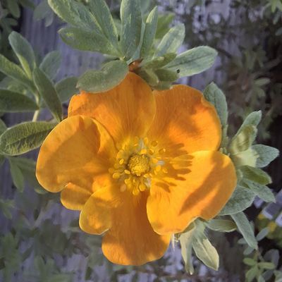 Potentilla fruticosa 'Tangarine'