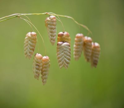 Annual Grasses