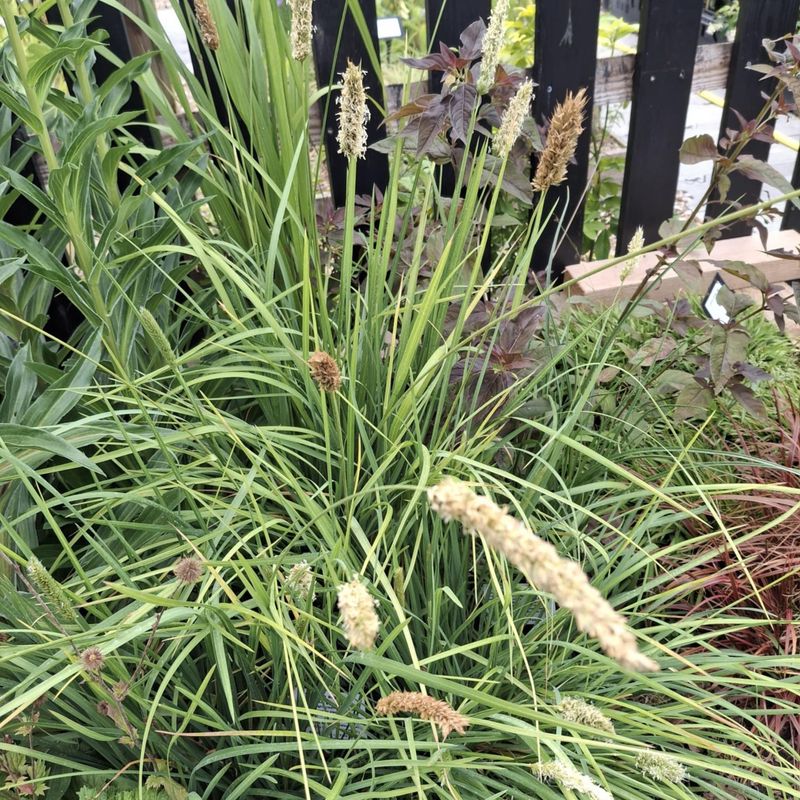 Sesleria argentea