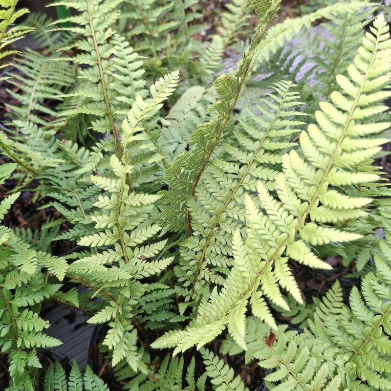 Polystichum aculeatum