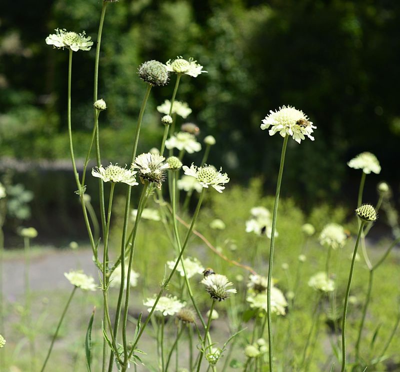 Cephalaria gigantea
