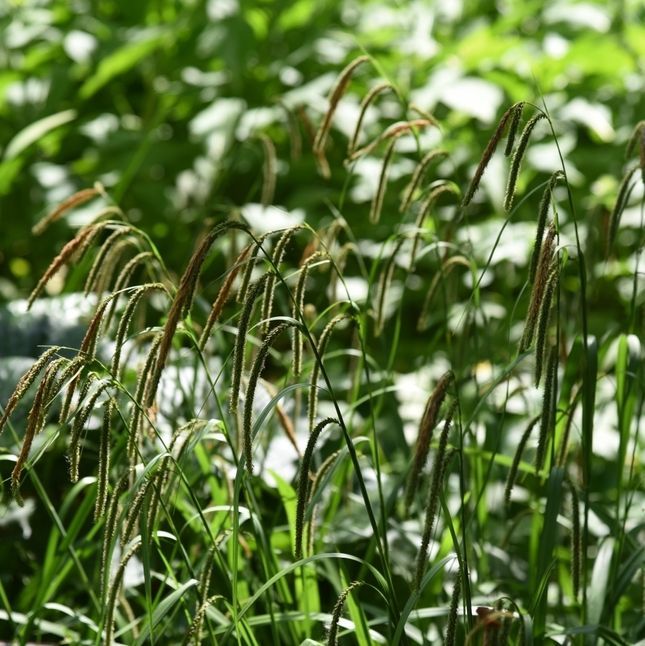 Carex flacca (glauca)