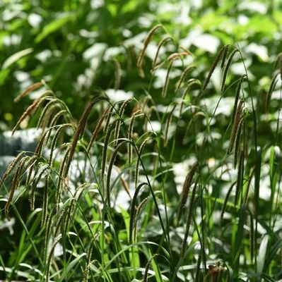 Carex flacca (glauca)