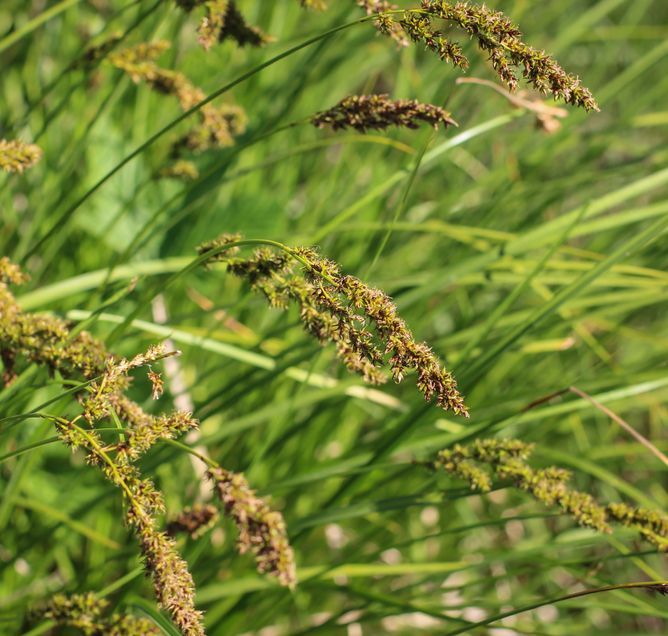 Carex paniculata