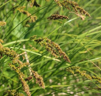 Carex paniculata