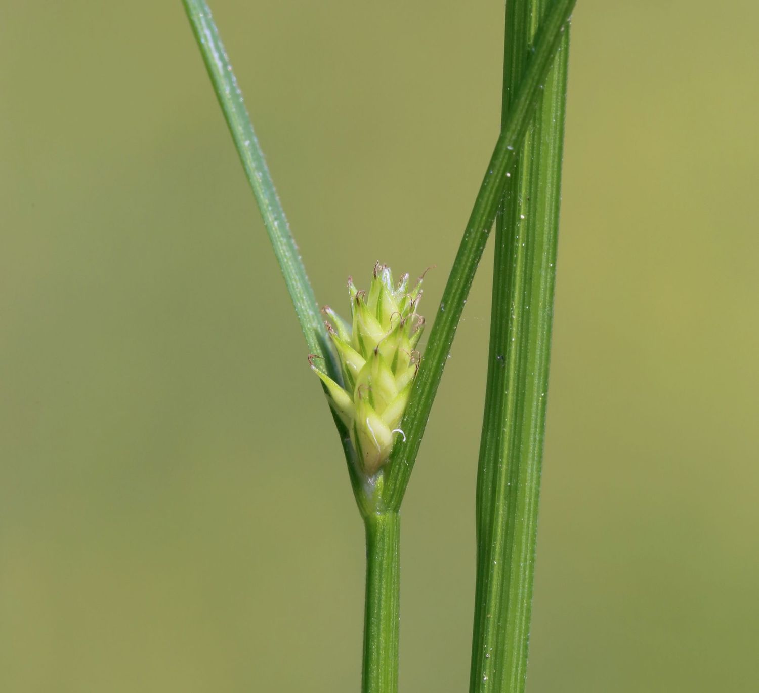 Carex remota