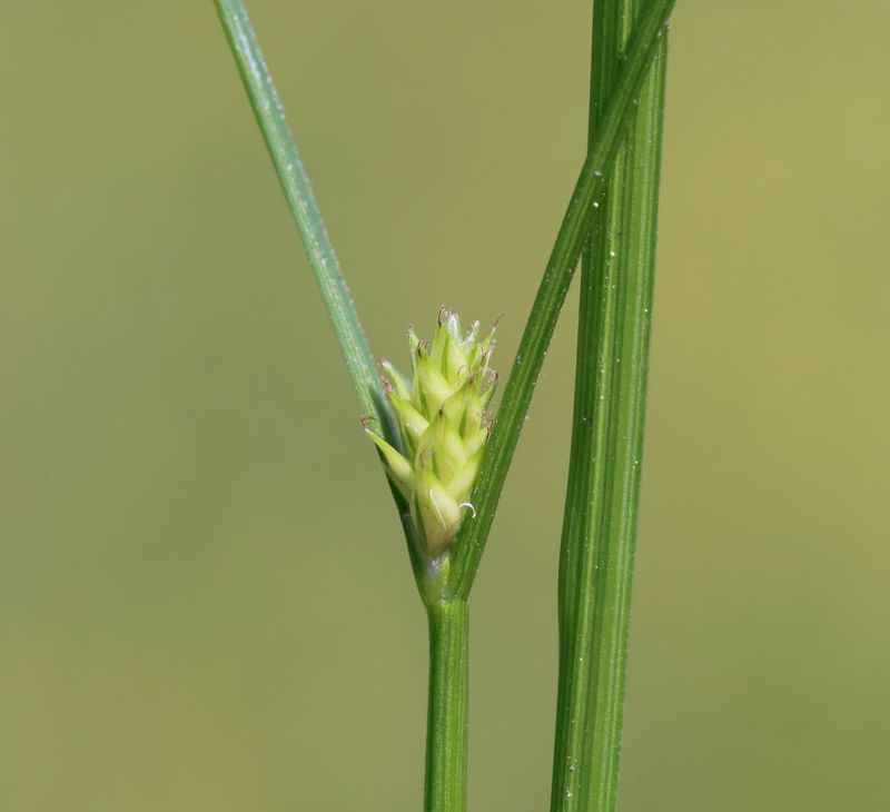 Carex remota