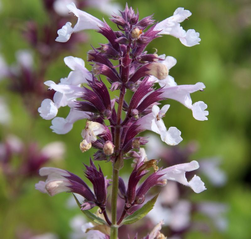 Nepeta grandiflora 'Dawn to Dusk'