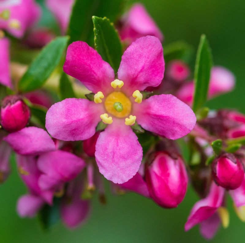 Escallonia laevis 'Gold Ellen'