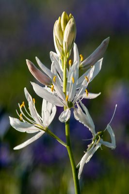 Camassia 'Leichtlinii Alba''