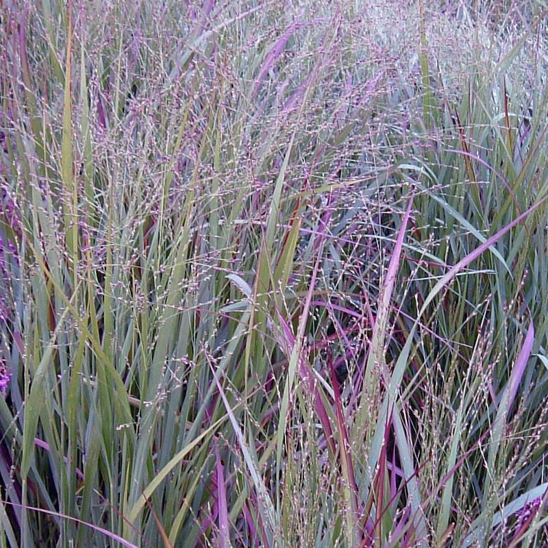 Panicum 'Prairie Sky'