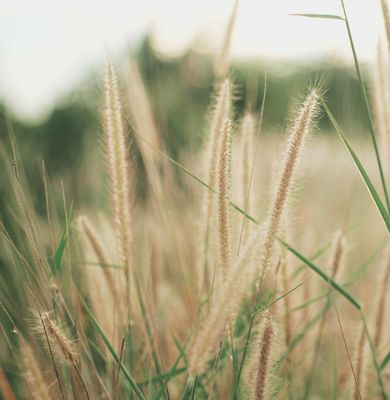 Pennisetum macrourum 'Tail feathers'
