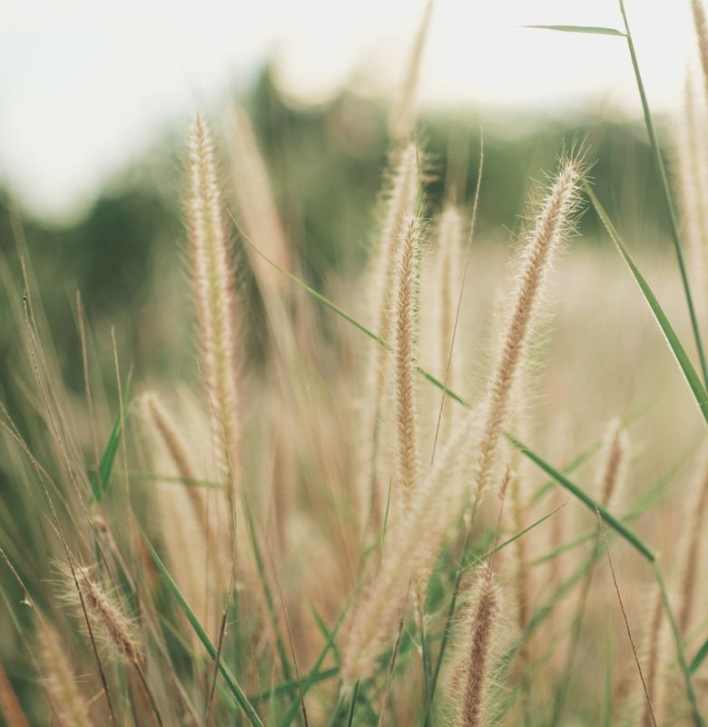 Pennisetum macrourum 'Tail feathers'