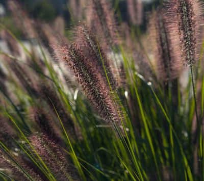 Pennisetum alopecuroides 'Moudry'
