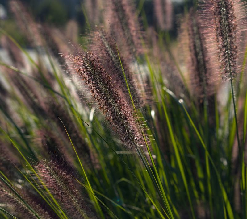 Pennisetum alopecuroides 'Moudry'