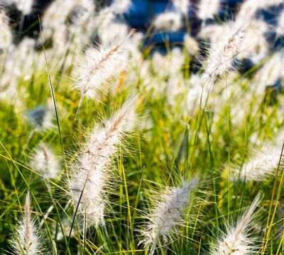 Pennisetum villosum