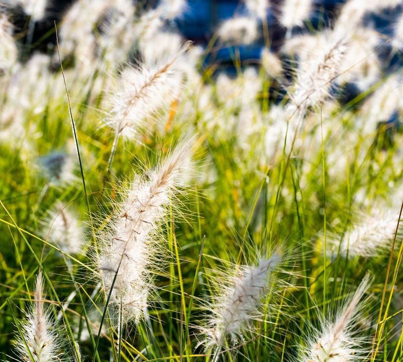 Pennisetum villosum