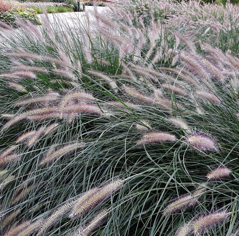 Pennisetum alopecuroides 'Hameln'