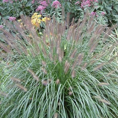 Pennisetum alopecuroides 'Red head'