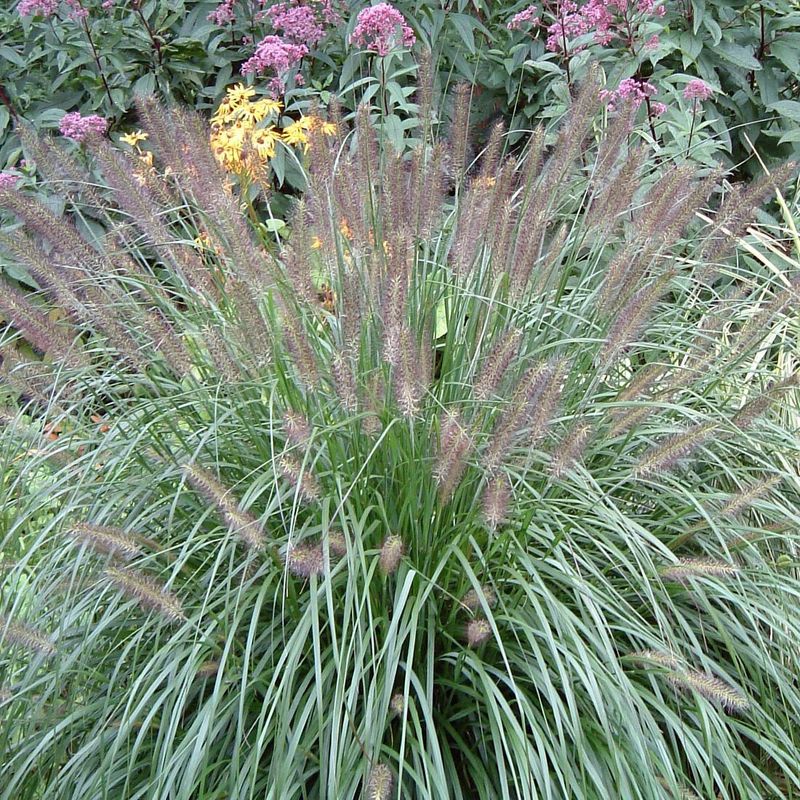 Pennisetum alopecuroides 'Red head'
