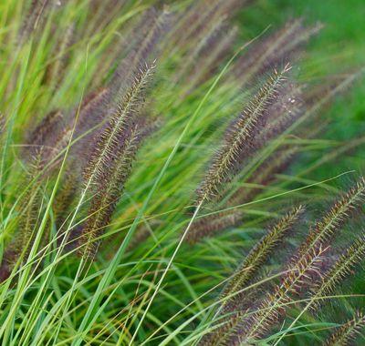 Pennisetum alopecuroides 'Viridescens' Pennisetum alopecuroides 'Viridescens'