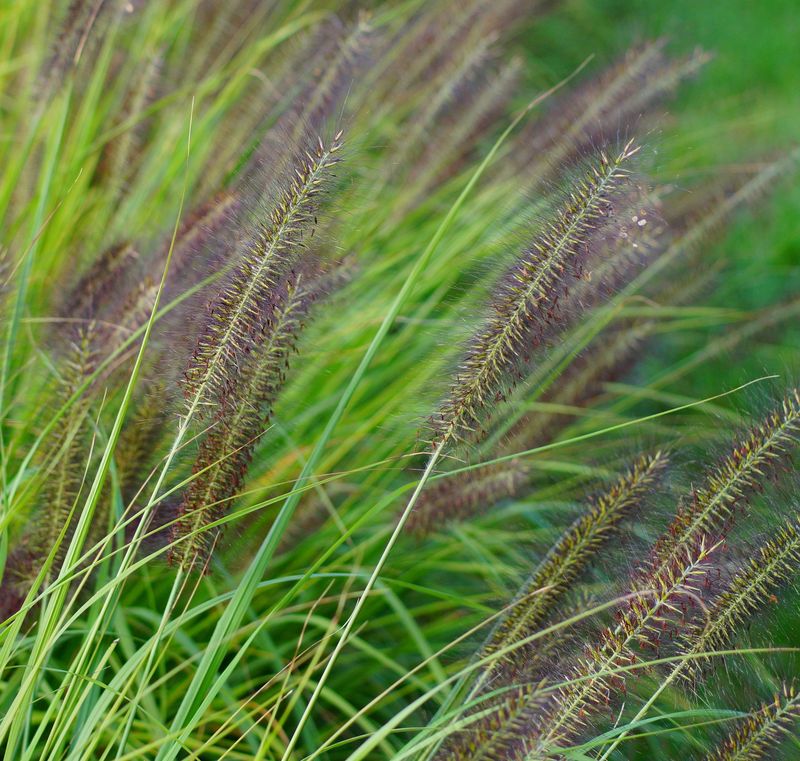 Pennisetum alopecuroides 'Viridescens'