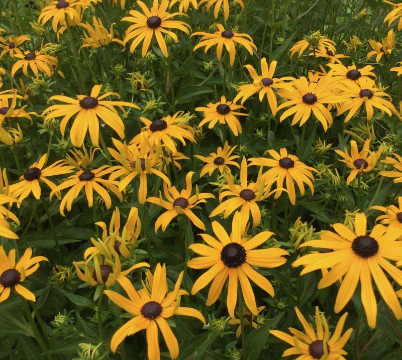 Rudbeckia 'Goldsturm'