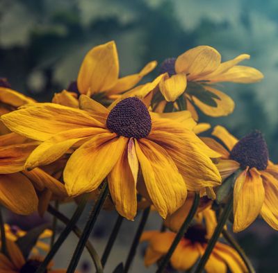 Rudbeckia hirta 'Marmalade'