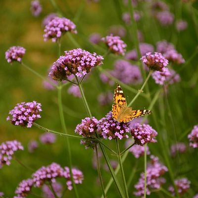 Verbena Bonariensis