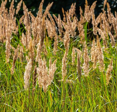 Calamagrostis epigejos