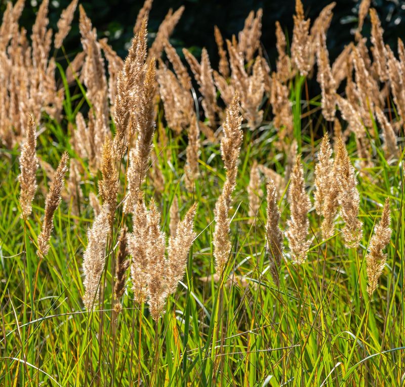 Calamagrostis epigejos