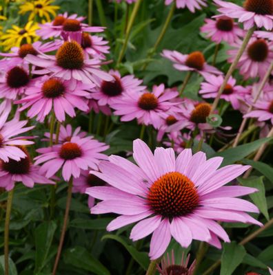 Echinacea 'Magnus'