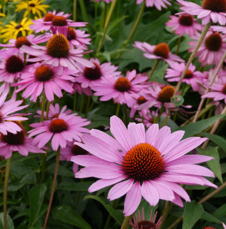 Echinacea 'Magnus'