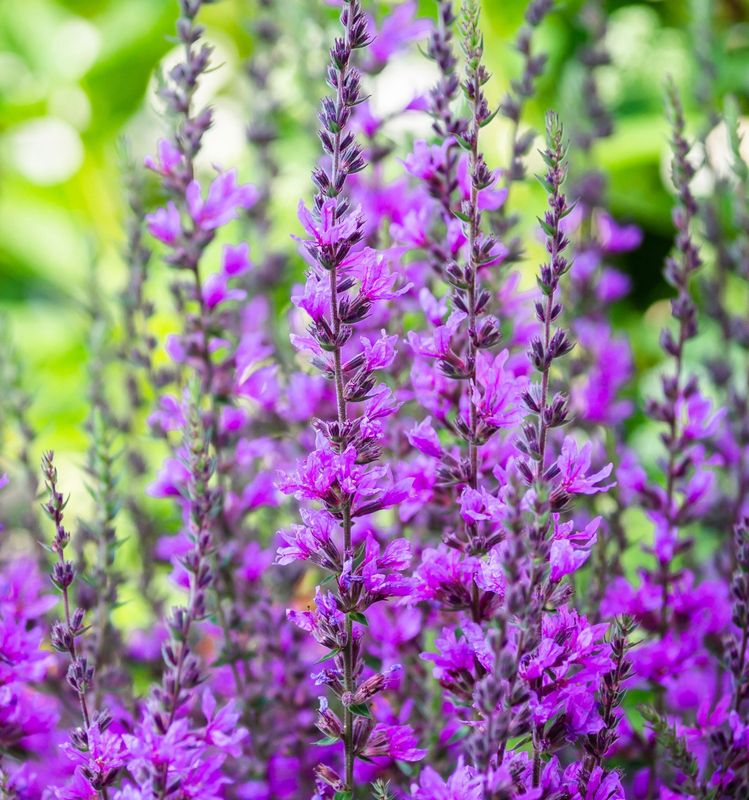 Salvia x superba 'Violet Queen'