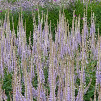 Veronicastrum sibiricum